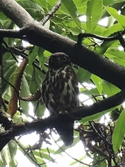 Ninox japonica
