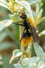 Dasymutilla coccineohirta