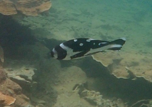 Foto de Pargo negro (Macolor niger)