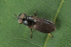 Allognosta vagans