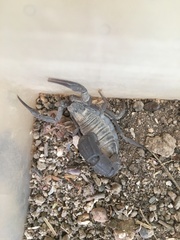 Androctonus liouvillei