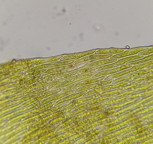 Image of Hygroamblystegium varium by (c) Helen Waterman, some rights reserved (CC BY)