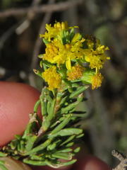 Euryops annae