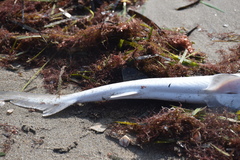 Mustelus mustelus