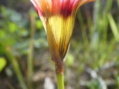 Romulea hirsuta