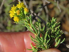 Euryops annae