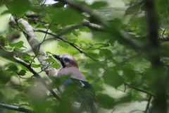 Garrulus glandarius