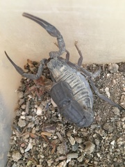 Androctonus liouvillei