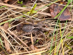Alopecosa inquilina