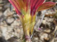 Romulea hirsuta
