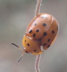 Chelymorpha phytophagica