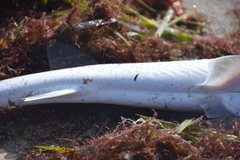 Mustelus mustelus