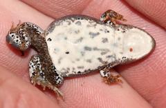 Klipheuwel Dainty Frog photo 2