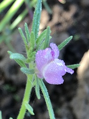 Misopates