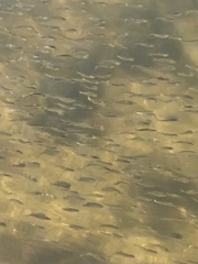 Alosa pseudoharengus