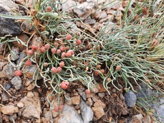 Ephedra dahurica