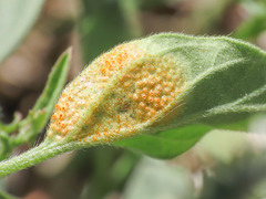 Uromyces heliotropii