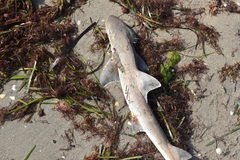 Mustelus mustelus