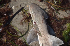 Mustelus mustelus