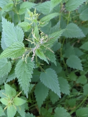 Urtica dioica