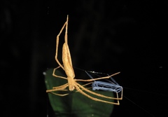 Deinopis