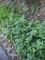 Urtica dioica