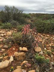 Gonialoe variegata