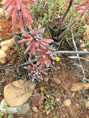 Gonialoe variegata