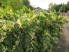 Reynoutria japonica