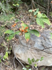 Flemingia grahamiana
