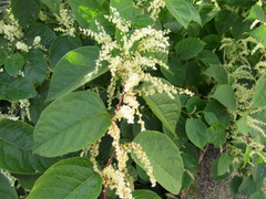 Reynoutria japonica
