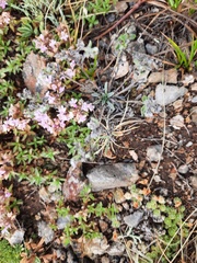 Thymus mongolicus