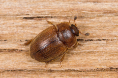 Pocadius ferrugineus