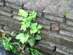 Reynoutria japonica