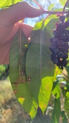 Phytolacca americana