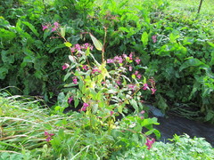 Impatiens glandulifera