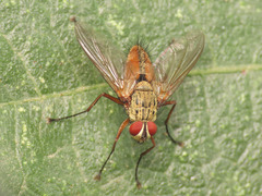 Dexia rustica