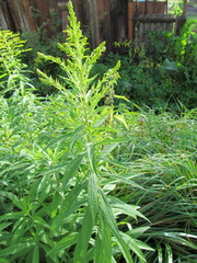 Solidago canadensis