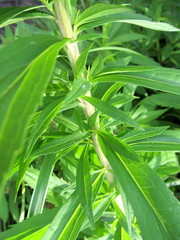 Solidago canadensis