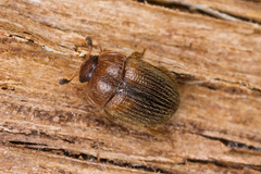 Pocadius