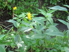 Helianthus tuberosus