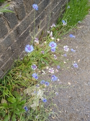 Centaurea cyanus