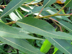 Salix triandra