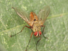 Dexia rustica