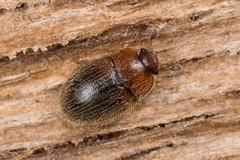 Pocadius