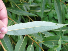 Salix triandra