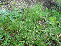 Erigeron canadensis