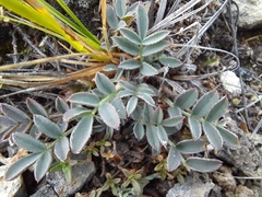 Oxytropis intermedia