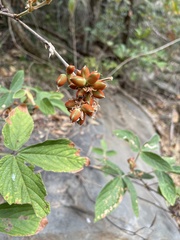 Flemingia grahamiana