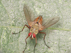 Dexia rustica